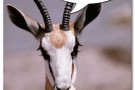 Una gazella a Redmond