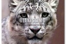 Snow Leopard, rumors e possibili novità