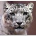 Snow Leopard, la strategia commerciale di Apple ha fatto centro