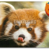 Mozilla rilascerà l’ultima beta di Firefox 3.5 la prossima settimana