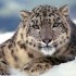 Trucchi per Snow Leopard [Video Tutorial]