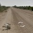 Google Street View e l’equivoco dell’asino in Botswana